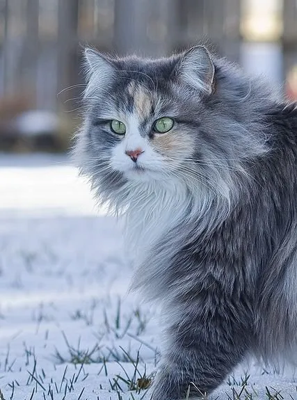 缅因猫照片_缅因猫高清图片_缅因猫写真照片 | 宠物猫图片