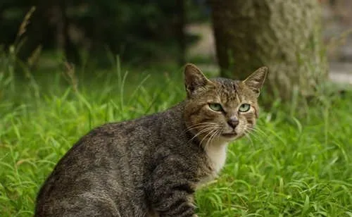 猫真的有九条命吗？民间猫有九条命的传说来源 | 宠物新闻资讯