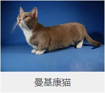 盘点67种猫猫品种大全，太详细了！ | 宠物猫选购技巧