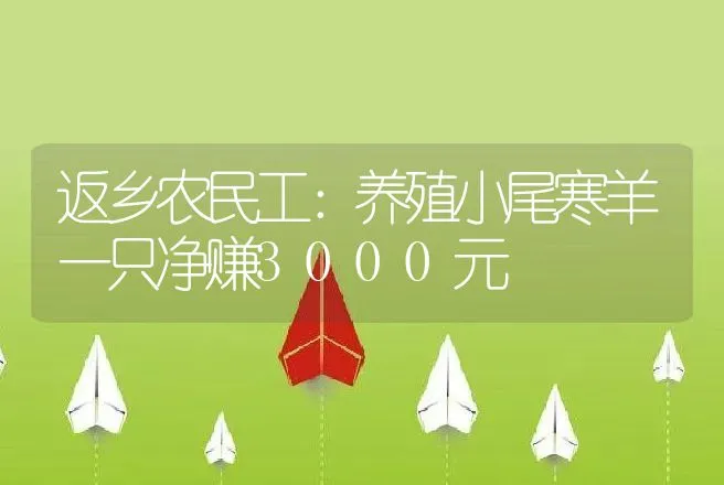 返乡农民工：养殖小尾寒羊一只净赚3000元 | 家畜养殖