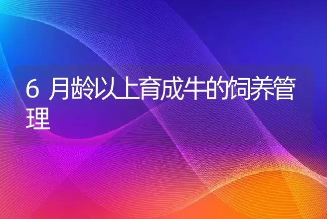 6月龄以上育成牛的饲养管理 | 动物养殖