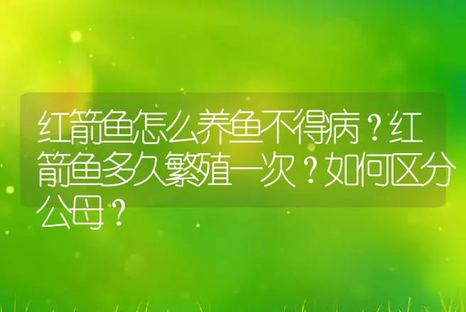 红箭鱼怎么养鱼不得病？红箭鱼多久繁殖一次？如何区分公母？ | 水产知识