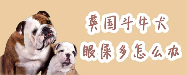 英国斗牛犬眼屎多怎么办 | 宠物病虫害防治