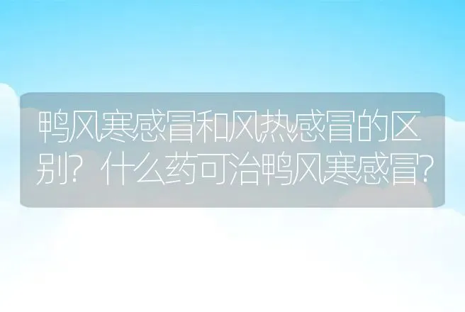 鸭风寒感冒和风热感冒的区别?什么药可治鸭风寒感冒? | 兽医知识大全