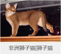 盘点67种猫猫品种大全，太详细了！ | 宠物猫选购技巧