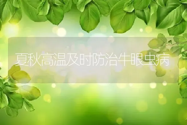 夏秋高温及时防治牛眼虫病 | 动物养殖