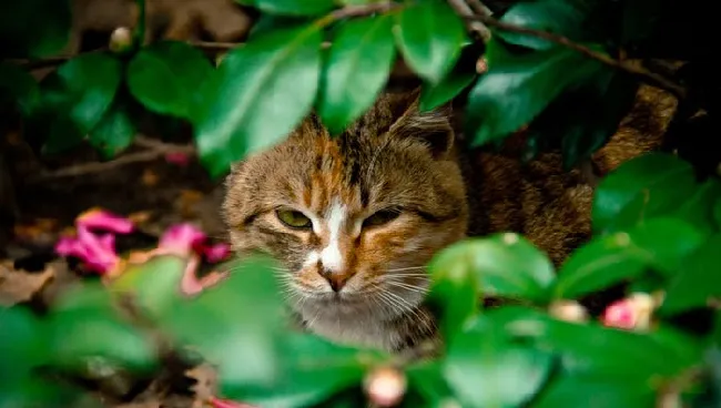 街拍猫猫图片_喵星人高清写真_可爱猫猫壁纸 | 宠物猫图片