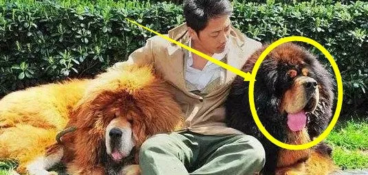 从前的“犬中贵族”如今成千上万的被抛弃，“藏獒”何去何从？ | 宠物新闻资讯