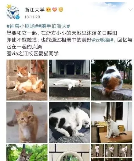 网曝浙江大学学生虐杀小奶猫：不给钱就天天杀猫! | 宠物新闻资讯