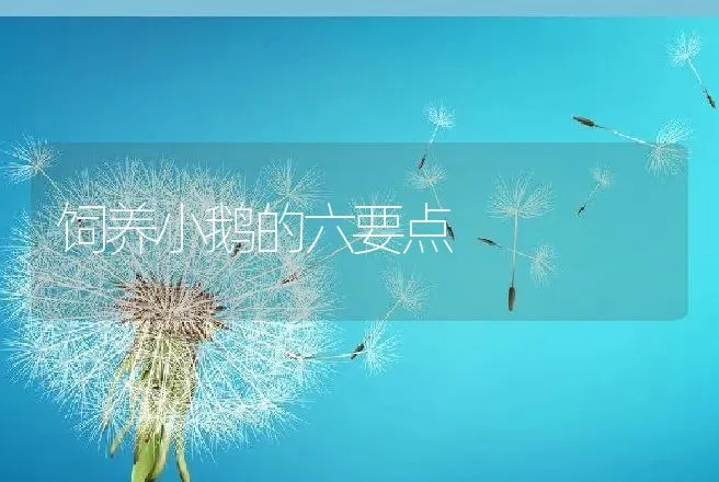 饲养小鹅的六要点 | 动物养殖