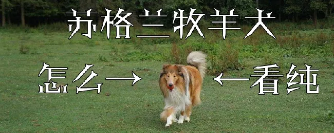 苏格兰牧羊犬怎么看纯 | 养宠入门知识