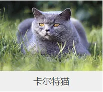 盘点67种猫猫品种大全，太详细了！ | 宠物猫选购技巧