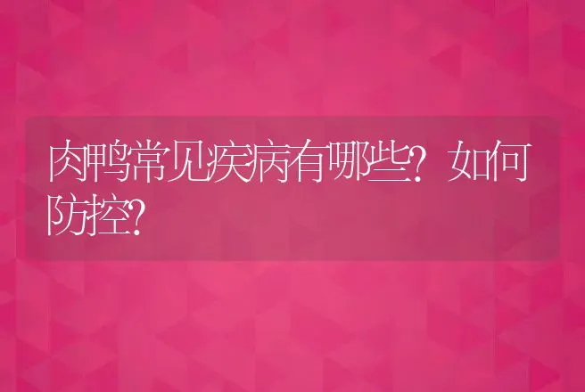 肉鸭常见疾病有哪些？如何防控？ | 兽医知识大全