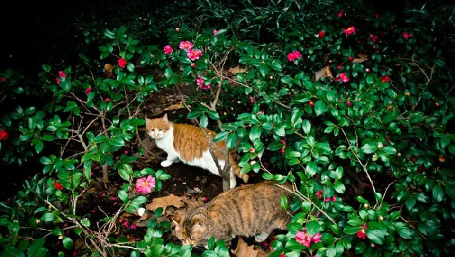 街拍猫猫图片_喵星人高清写真_可爱猫猫壁纸 | 宠物猫图片