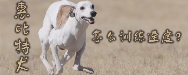 惠比特犬怎么训练速度 | 宠物训练技巧