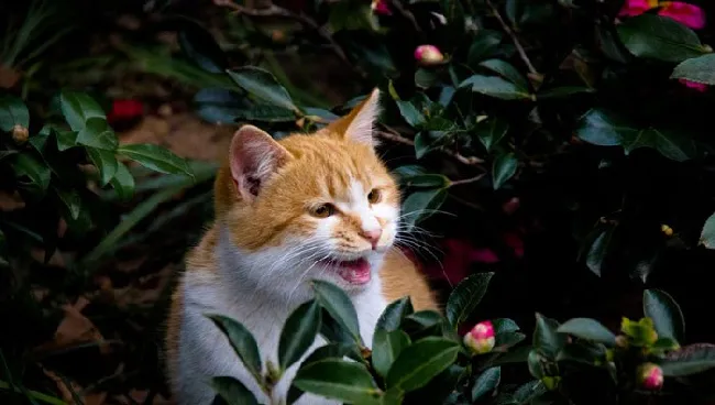 街拍猫猫图片_喵星人高清写真_可爱猫猫壁纸 | 宠物猫图片