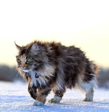 缅因猫照片_缅因猫高清图片_缅因猫写真照片 | 宠物猫图片