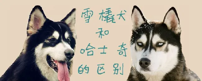 雪橇犬和哈士奇的区别 | 宠物病虫害防治