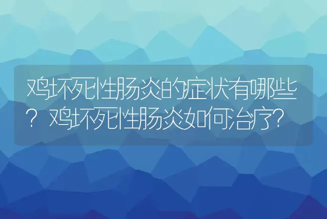 鸡坏死性肠炎的症状有哪些？鸡坏死性肠炎如何治疗？ | 兽医知识大全