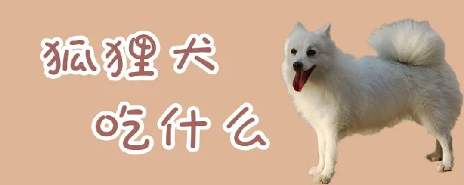 狐狸犬吃什么 | 宠物病虫害防治