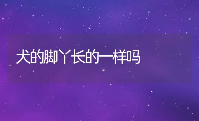 犬的脚丫长的一样吗 | 宠物病虫害