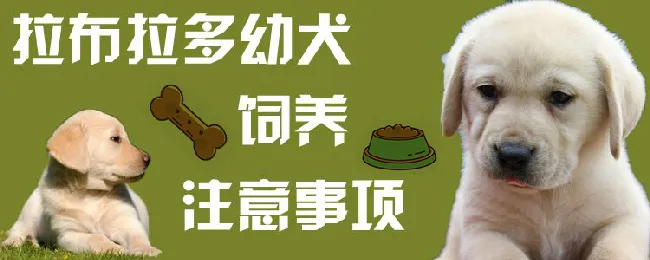 拉布拉多幼犬饲养注意事项 | 宠物病虫害防治