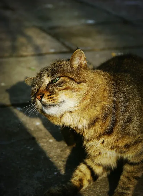 【宠物猫图片】打盹的猫咪 | 宠物猫图片