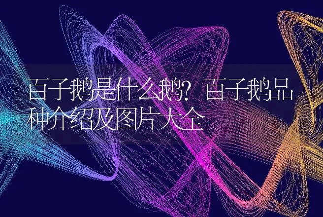 百子鹅是什么鹅？百子鹅品种介绍及图片大全 | 动物养殖