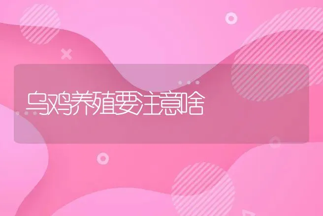 乌鸡养殖要注意啥 | 动物养殖