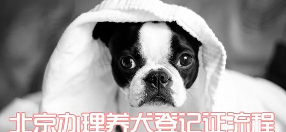 北京办理养犬登记证流程 | 宠物政策法规