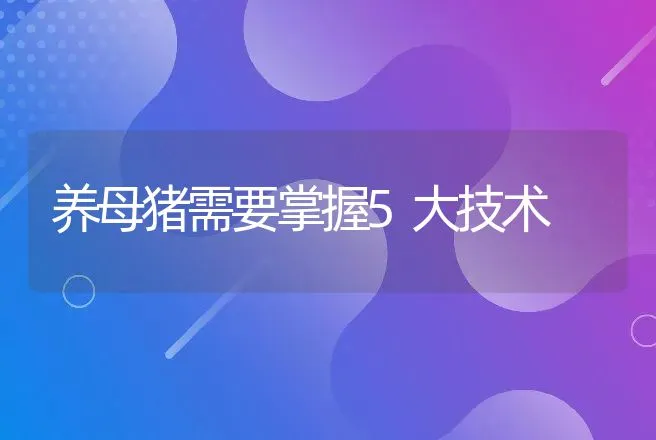 养母猪需要掌握5大技术 | 家畜养殖