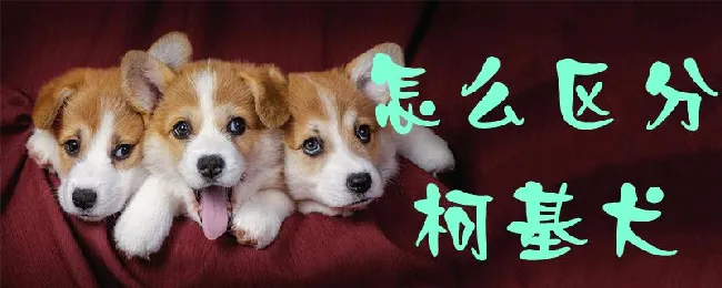 怎么区分柯基犬 | 养宠入门知识