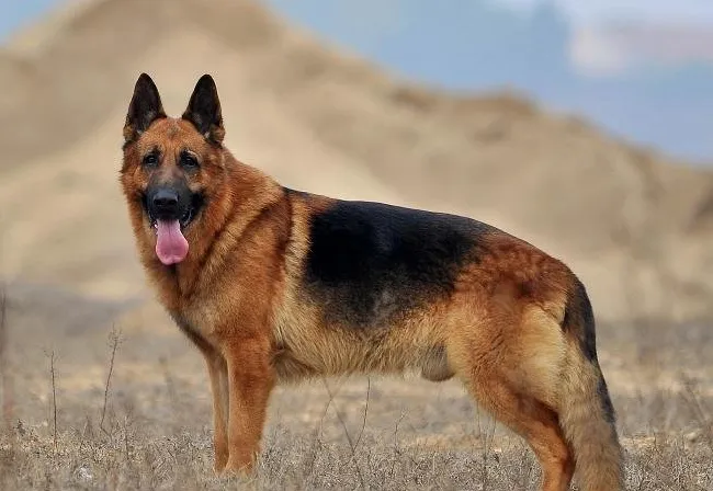 如何选购德国牧羊犬的幼犬 | 宠物狗选购技巧