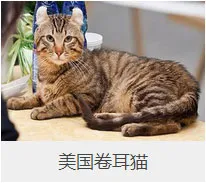 盘点67种猫猫品种大全，太详细了！ | 宠物猫选购技巧