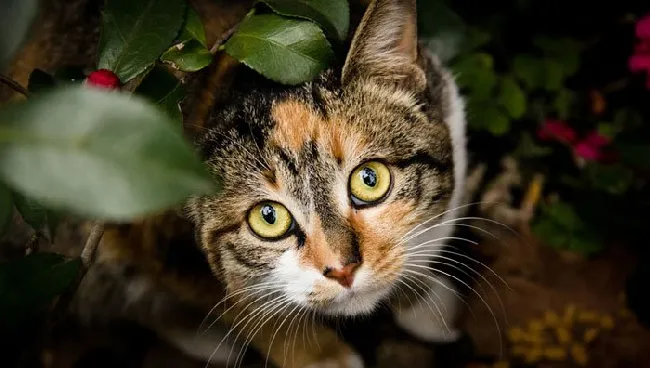 街拍猫猫图片_喵星人高清写真_可爱猫猫壁纸 | 宠物猫图片