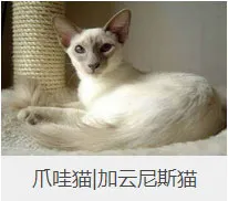 盘点67种猫猫品种大全，太详细了！ | 宠物猫选购技巧