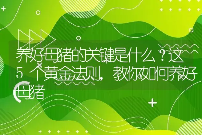 养好母猪的关键是什么？这5个黄金法则，教你如何养好母猪 | 家畜养殖