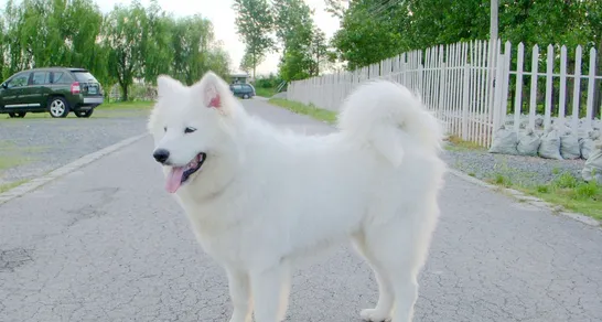 根据外观挑纯种萨摩耶犬 | 宠物狗选购技巧