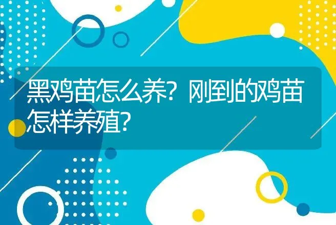 黑鸡苗怎么养？刚到的鸡苗怎样养殖？ | 家禽养殖