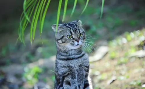 【折耳猫图片】卧室里的折耳猫散漫自然 | 宠物猫图片