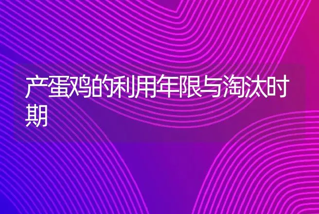 产蛋鸡的利用年限与淘汰时期 | 动物养殖