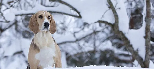 海根猎犬好养吗?海根猎犬图片_价格_训练_性格特征【图】 | 宠物狗饲养