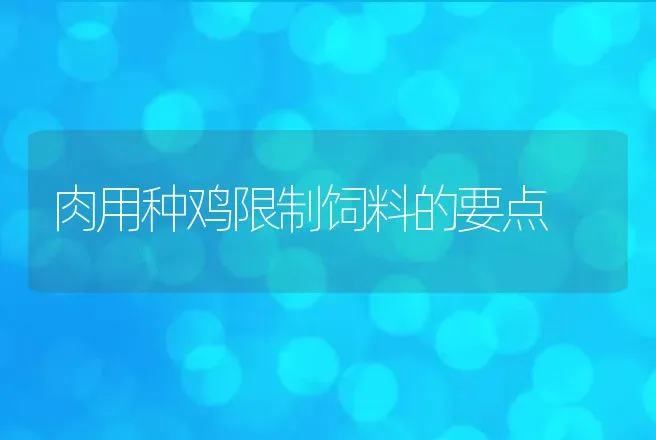 肉用种鸡限制饲料的要点 | 动物养殖