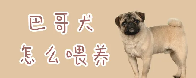 巴哥犬怎么喂养 | 宠物病虫害防治