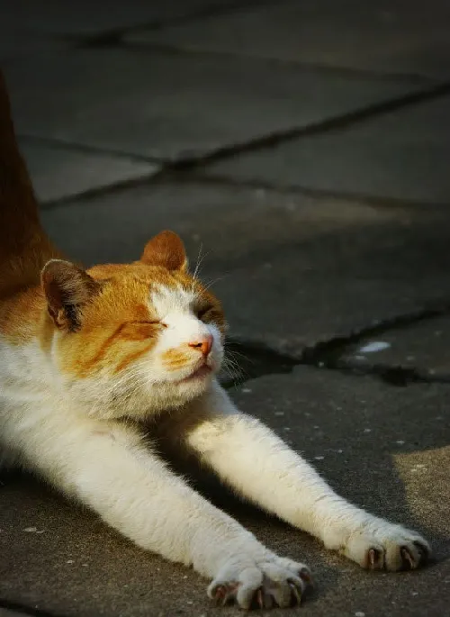 【宠物猫图片】打盹的猫咪 | 宠物猫图片