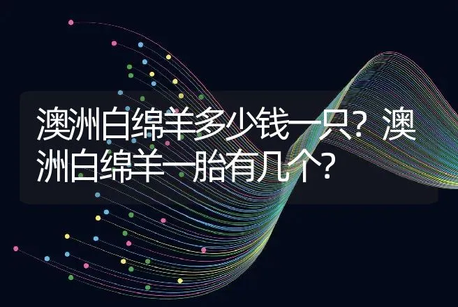 澳洲白绵羊多少钱一只？澳洲白绵羊一胎有几个？ | 养殖致富