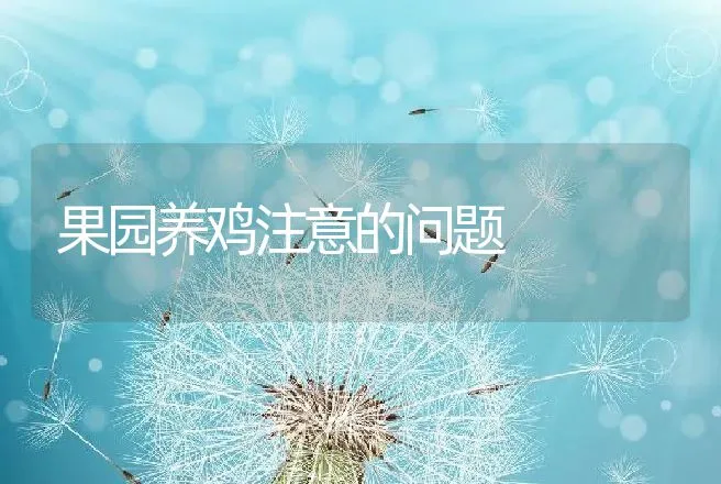 果园养鸡注意的问题 | 动物养殖