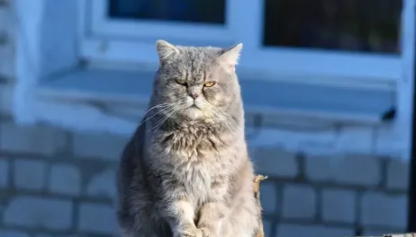 猫咪多囊肾病是遗传病吗，猫咪多囊肾病应该怎么治疗 | 宠物猫病虫害防治