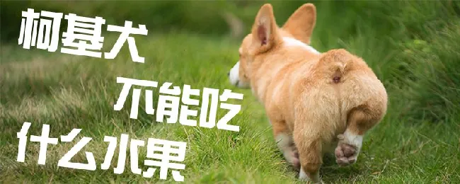 柯基犬不能吃什么水果 | 宠物病虫害防治