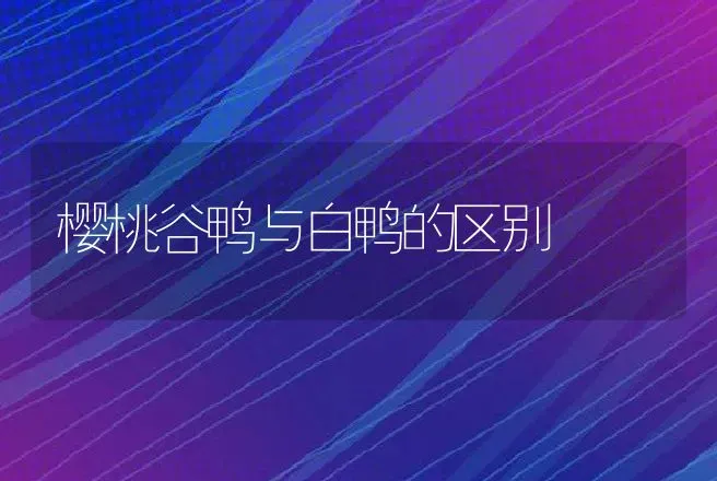 樱桃谷鸭与白鸭的区别 | 动物养殖